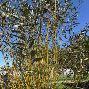 Saule des vanniers orangé