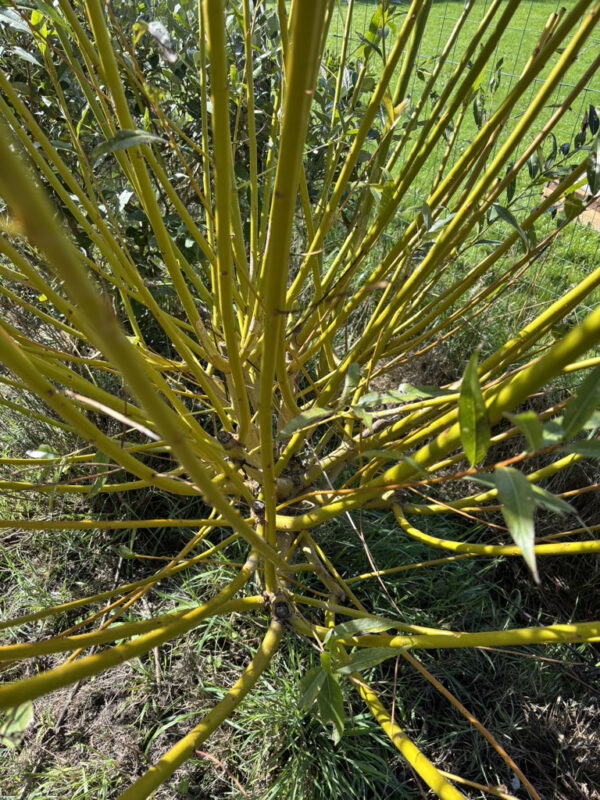 Osier jaune – Image 2