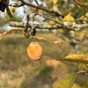 Prunus domestica Caprane