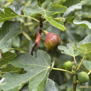 Bicolore de Troussas