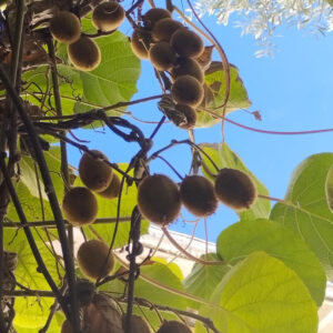 Actinidia deliciosa Hayward