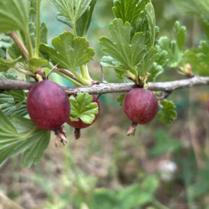 Groseillier à maquereau Hinnonmaki rouge