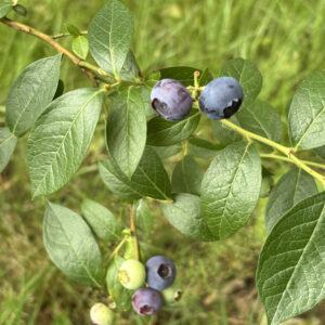 Vaccinum corymbosum Reka