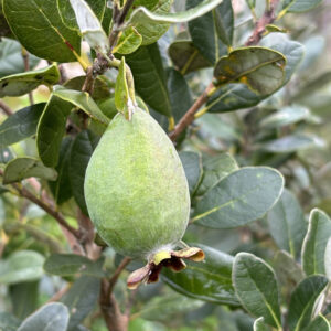 Feijoa sellowiana Coolidge