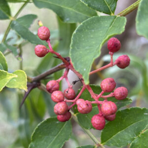 Zanthoxylum simulans