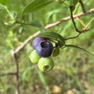 Vaccinum corymbosum Reka