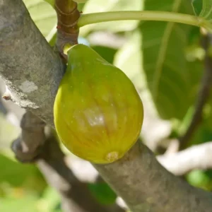 Figuier blanche de Marseille
