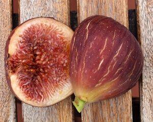 Figuier Castle Kennedy