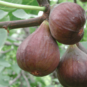 Figuier nain Little Miss Figgy