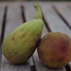Ficus carica Longue d'Août