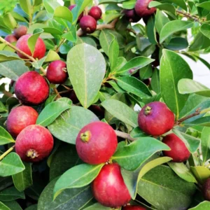 Psidium cattleianum