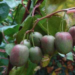 Actinidia arguta femelle ananasnaya