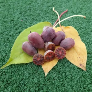 Actinidia arguta Ken's red