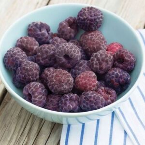 Rubus occidentalis - Framboisier noir Royalty