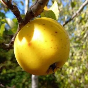 Malus domestica Reinette Ananas