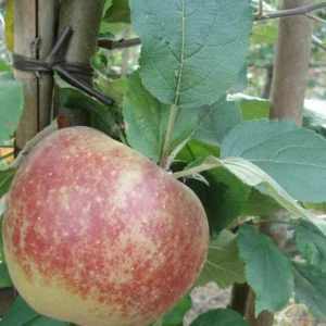Malus domestica belle de Boskoop