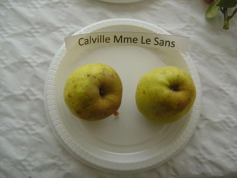 Malus domestica Calville Mme Lesans