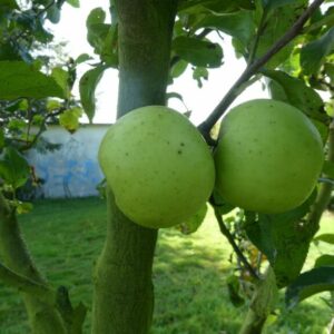 Malus domestica Charden