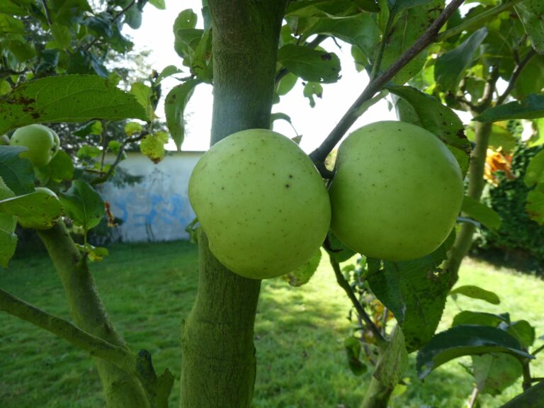 Malus domestica Charden