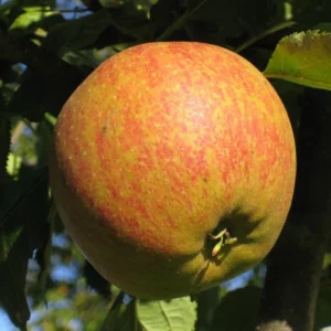 Malus domestica Cox's Orange