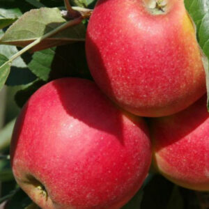 Malus domestica Elstar