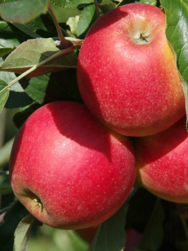 Malus domestica Elstar