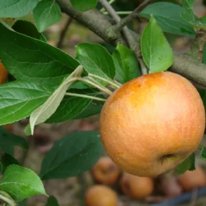 Malus domestica Fenouillet Aubert