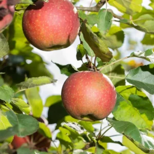 Malus domestica Melrose