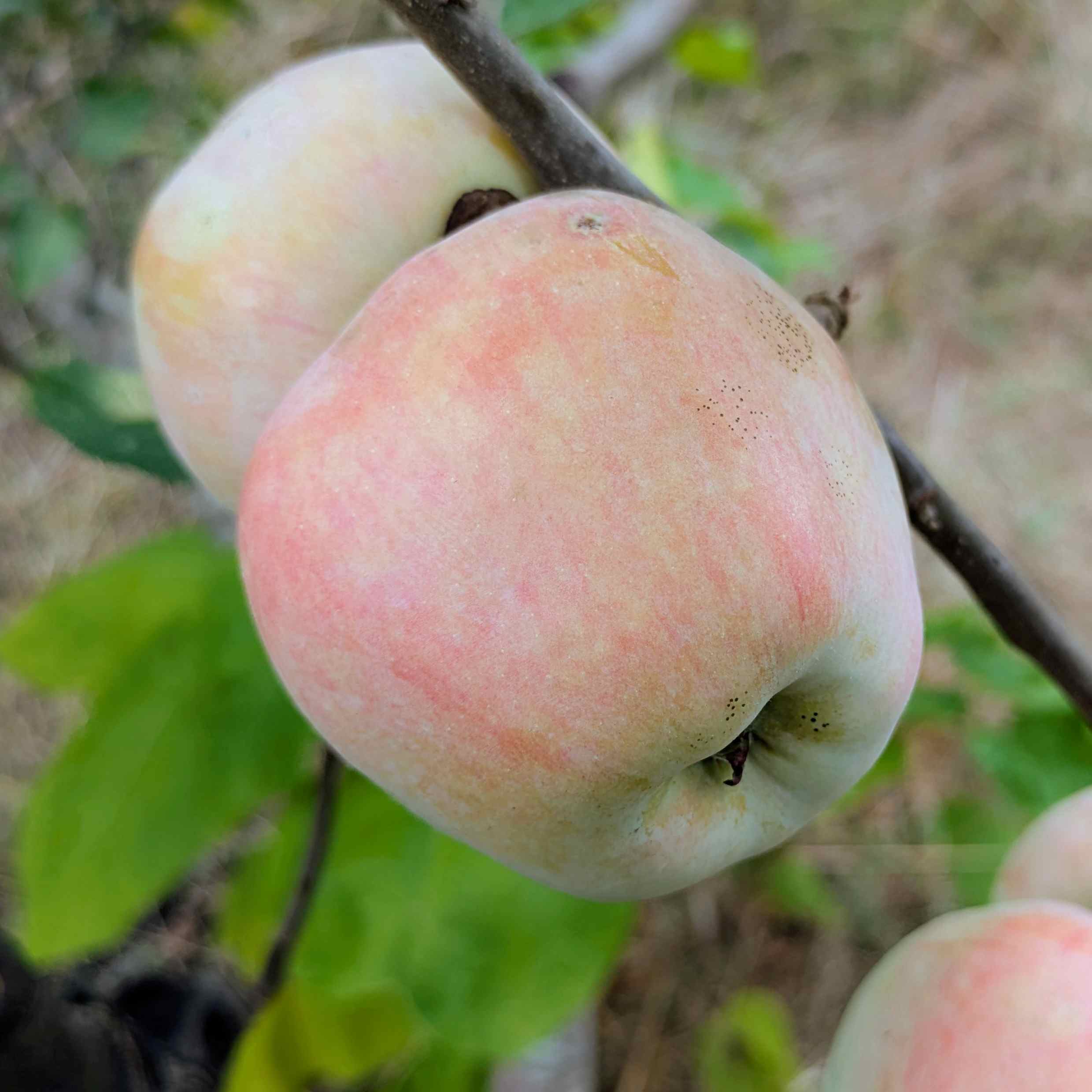 Malus domestica Rose de Virginie
