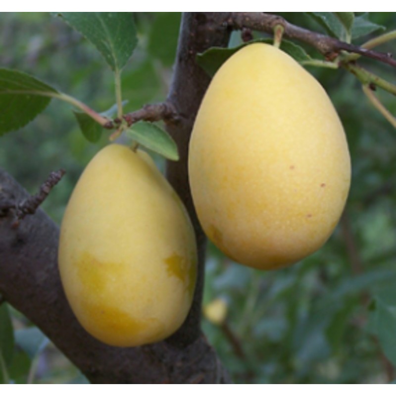 Prune d'Ente blanche