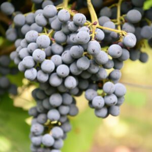 Vitis vinifera cabernet Cantor