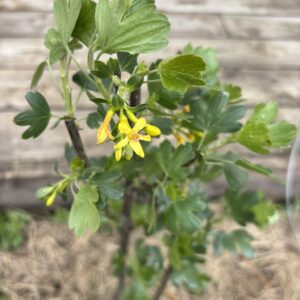 Ribes odoratum, groseillier doré