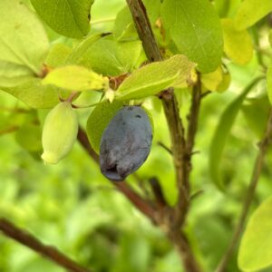 camérisier, lonicera carulea