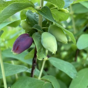 camérisier, lonicera carulea