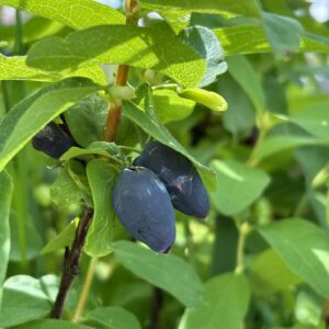 camérisier, lonicera carulea