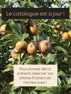 Rdv ici ➡️ https://auxfruitsetamesure.fr ⬅️
Lien en bio également 🌱

#agroforesterie #permaculture #autonomiealimentaire #agriculturepaysanne