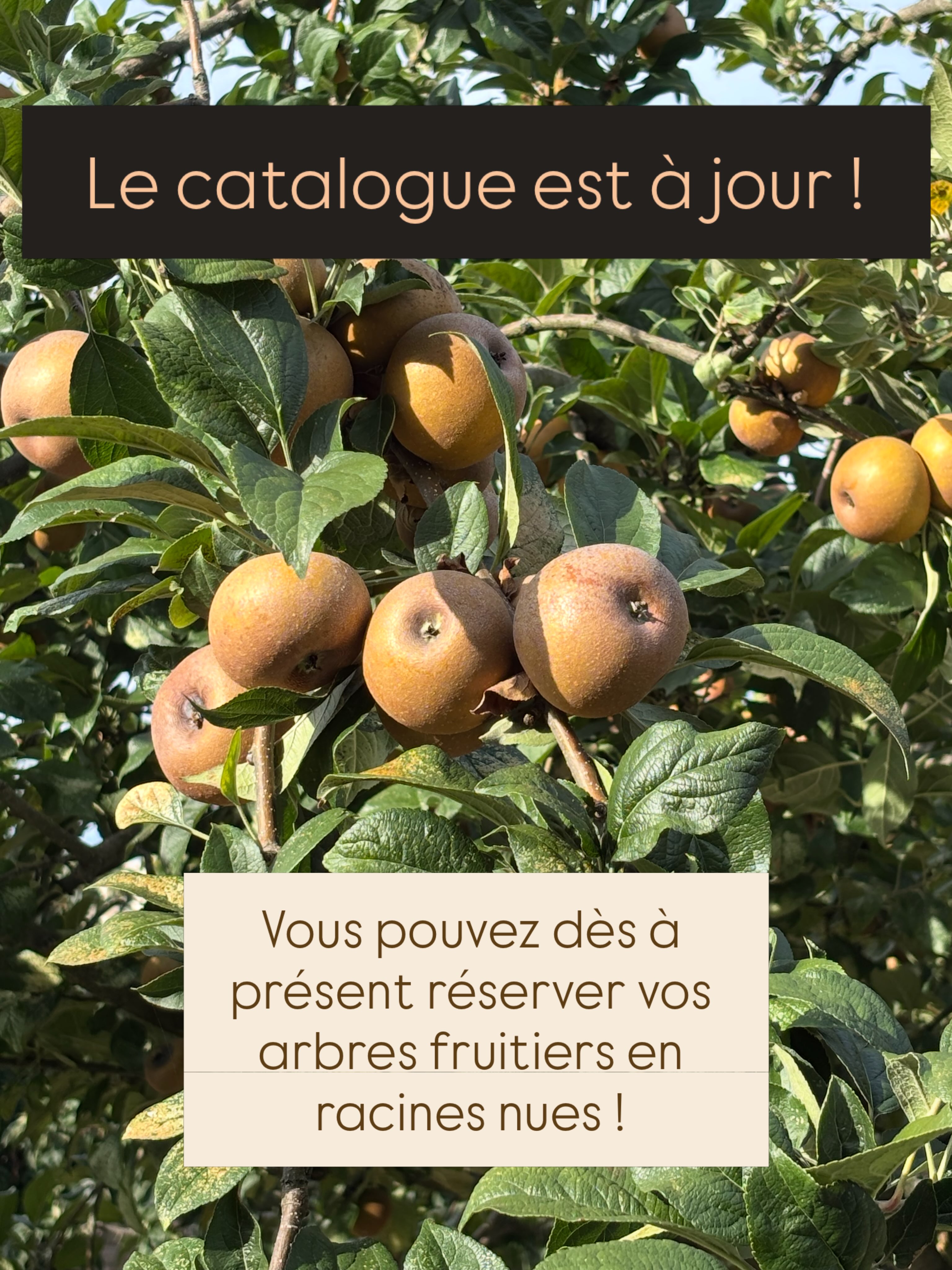 Rdv ici ➡️ https://auxfruitsetamesure.fr ⬅️
Lien en bio également 🌱

#agroforesterie #permaculture #autonomiealimentaire #agriculturepaysanne