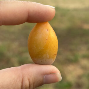 Goutte d'Or