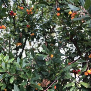 Arbutus unedo
