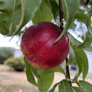 Nectarine Délice Serricola
