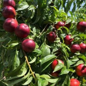 Nectarine Felligni