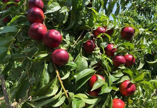 Nectarine Felligni