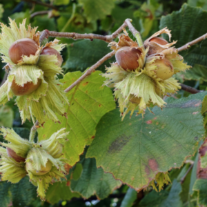 Noisetiers