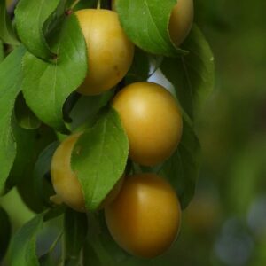 Prune des Béjonnières