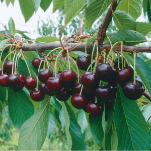 Peloa