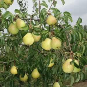 Boutoc Poire d'Ange