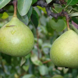 Citron des Carmes